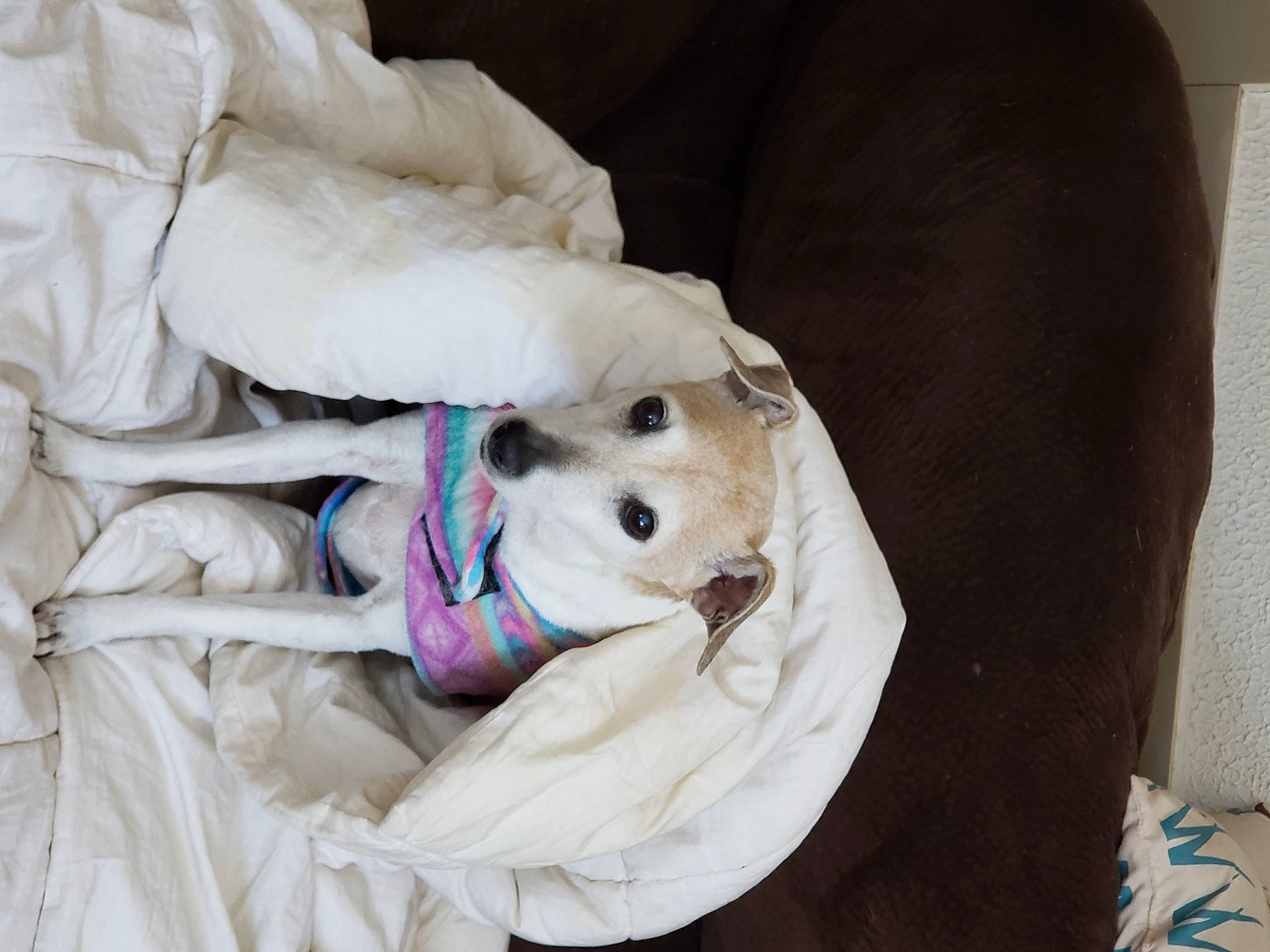 Angel is registered to the contest to win money with this photo: canidae, carnivore, companion_dog, dog, dog_breed, maltese, puppy, puppy_love, schnoodle, sealyham_terrier, sporting_group