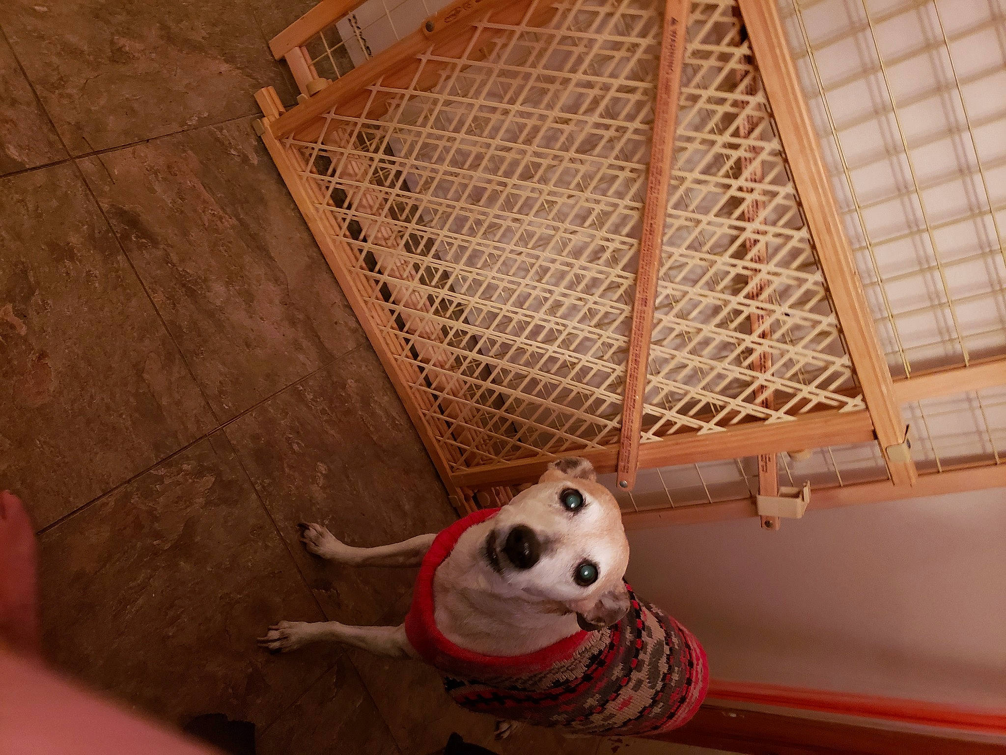 Angel is registered to the contest to win money with this photo: animal_shelter, canidae, fawn, non_sporting_group