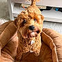 dog, curly_hair, pet_bed, indoor, brown, tail, fur, cute, looking_up, carpet, table, household, cozy, animal, companion, friendly, domestic, small_dog, fluffy, playful