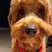 Ted joined the competition — help win amazing prizes! dog, brown, fluffy, close_up, pet, canine, indoor, harness, curious, nose, eyes, fur, animal, portrait, cute, friendly, companion, looking, muzzle, domestic