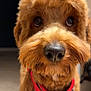 dog, brown, fluffy, close_up, pet, canine, indoor, harness, curious, nose, eyes, fur, animal, portrait, cute, friendly, companion, looking, muzzle, domestic