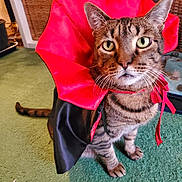 Mr Handsome joined the competition — help win amazing prizes! animal, background, black, carpet, cat, close_up, costume, domestic_animal, ears, feline, furniture, green_carpet, household, indoor, looking_up, pet, red, sitting, tabby_cat, whiskers