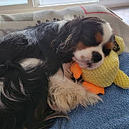 Azur a rejoint le concours — aidez-le/la à gagner de superbes lots ! dog, sleeping, tricolor, toy, plush_toy, blanket, indoor, window, natural_light, cozy, resting, pet, fur, cute, animal, soft, comfort, relaxed, companion, home