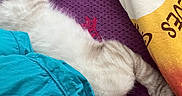 Bounty a rejoint le concours — aidez-le/la à gagner de superbes lots ! cat, white_cat, fluffy, sleeping, resting, lying_down, indoor, bed, blanket, pillow, eyeglasses, colorful, cozy, relaxed, furry, pet, animal, closeup, home, nap