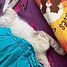 cat, white_cat, fluffy, sleeping, resting, lying_down, indoor, bed, blanket, pillow, eyeglasses, colorful, cozy, relaxed, furry, pet, animal, closeup, home, nap