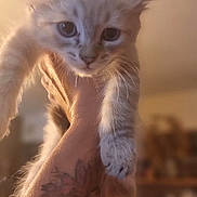 Bounty participe au concours pour gagner de l'argent avec cette photo : kitten, cat, fluffy, fur, white_cat, gray_cat, blue_eyes, face, ears, whiskers, animal, pet, held, human_hand, tattoo, portrait, close_up, indoor, warm_lighting, blurred_background