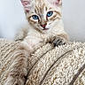 kitten, cat, blue_eyes, fluffy, cream_fur, tabby, pet, animal, portrait, close_up, indoor, blanket, cozy, cuddling, sitting, relaxed, whiskers, ears, paws, cute