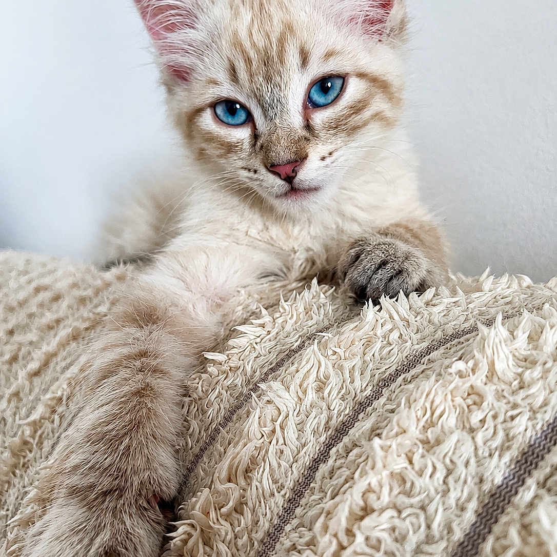 Bounty a rejoint le concours — aidez-le/la à gagner de superbes lots ! kitten, cat, blue_eyes, fluffy, cream_fur, tabby, pet, animal, portrait, close_up, indoor, blanket, cozy, cuddling, sitting, relaxed, whiskers, ears, paws, cute