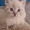 Bounty participe au concours pour gagner de l'argent avec cette photo : kitten, cat, fluffy, white_fur, blue_eyes, round_eyes, animal, pet, portrait, close_up, sitting, indoors, soft_surface, beige_background, blue_background, whiskers, ears, paws, cute, alert