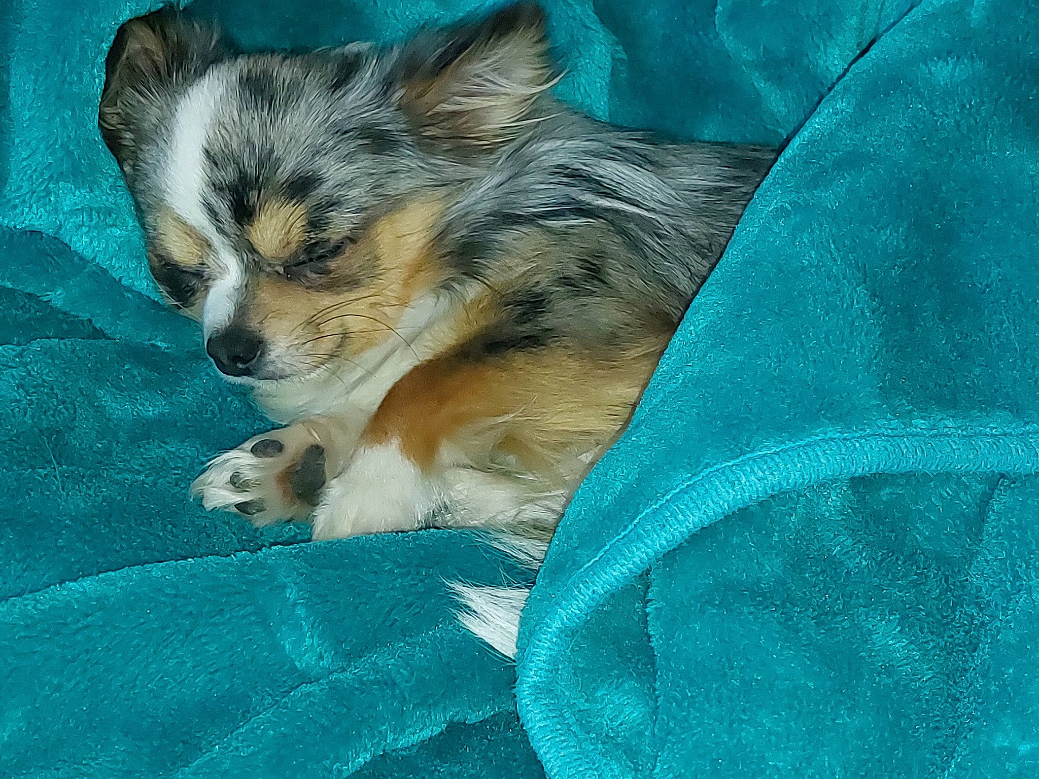 Guismo participe au concours pour gagner de l'argent avec cette photo : blue, canidae, carnivore, companion_dog, dog, dog_breed, electric_blue, fawn, fur, grass, puppy, sporting_group, terrestrial_animal, toy_dog, whiskers, wildlife