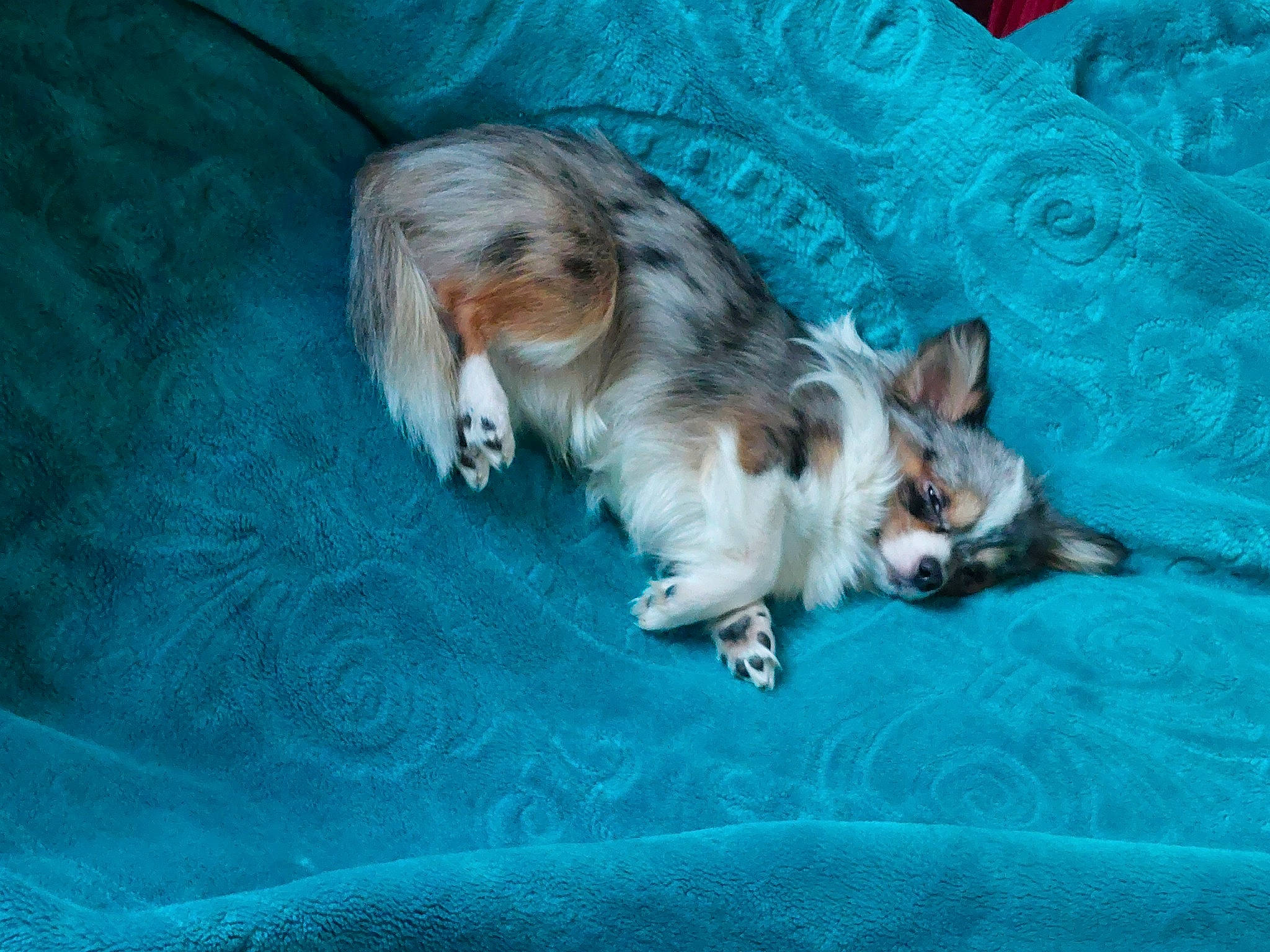 Guismo participe au concours pour gagner de l'argent avec cette photo : canidae, carnivore, companion_dog, corgi_chihuahua, dog, dog_breed, electric_blue, fawn, fur, grass, liver, papillon, paw, small_terrier, spaniel, sporting_group, tail, terrier, toy_dog, whiskers