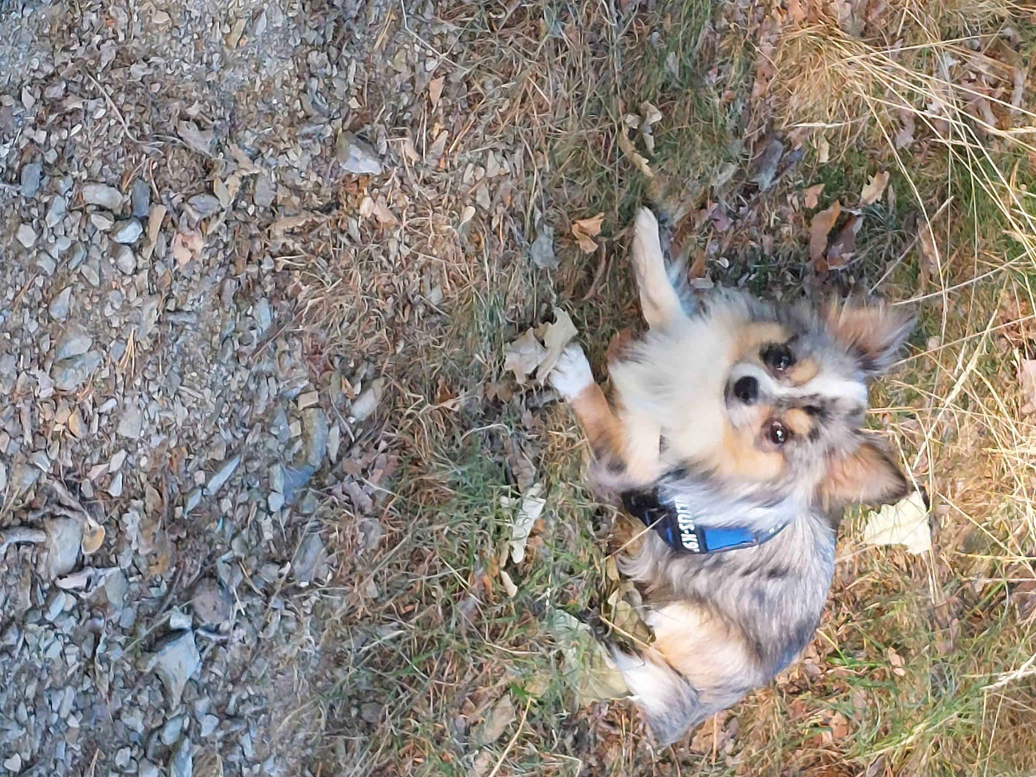 Guismo participe au concours pour gagner de l'argent avec cette photo : canidae, canis, carnivore, companion_dog, dog, dog_breed, dog_supply, fawn, fur, german_spitz, german_spitz_klein, grass, non_sporting_group, puppy, spitz, sporting_group, tail, terrestrial_animal, toy_dog, whiskers