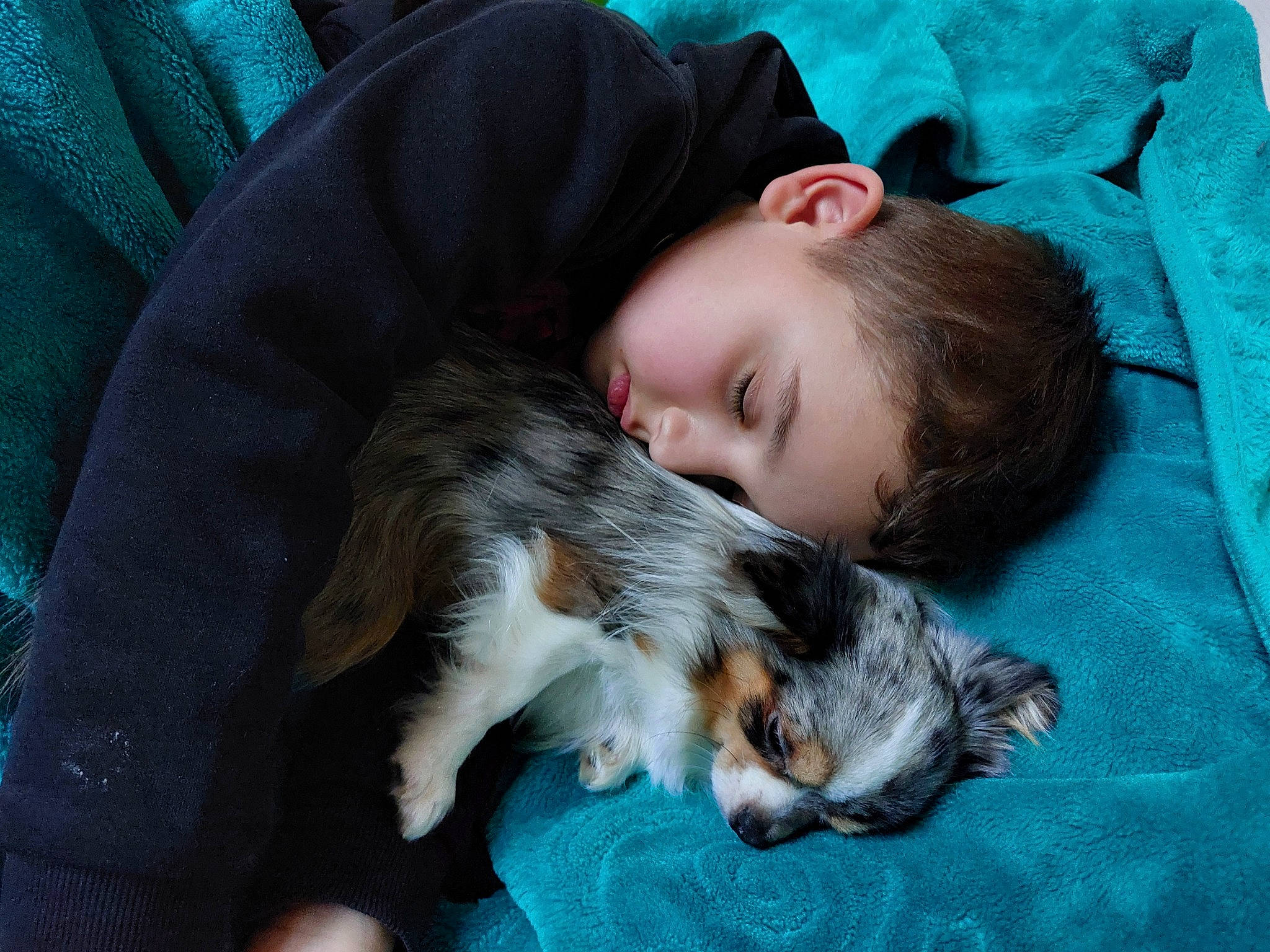 Thymeo participe au concours pour gagner de l'argent avec cette photo : bedtime, canidae, carnivore, child, comfort, companion_dog, couch, dog, dog_breed, electric_blue, fur, grass, lap, linens, nap, person, sitting, sleeve, sporting_group, toddler