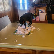 Bandit is registered to the contest to win money with this photo: cat, black_cat, snow, tray, kitchen, counter, indoor, household_items, boxes, curious, cluttered, door, window, curtains, wood_paneling, pet, animal, feline, table, paw