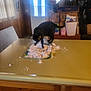cat, black_cat, snow, tray, kitchen, counter, indoor, household_items, boxes, curious, cluttered, door, window, curtains, wood_paneling, pet, animal, feline, table, paw