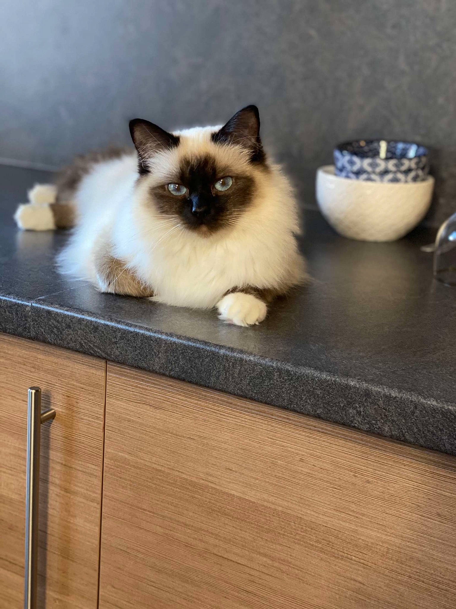 Moon a rejoint le concours — aidez-le/la à gagner de superbes lots ! birman, cabinetry, carnivore, cat, fawn, felidae, fur, hardwood, kitchen_utensil, mixing_bowl, serveware, siamese, small_to_medium_sized_cats, snout, table, tableware, tail, whiskers, wood, wood_stain