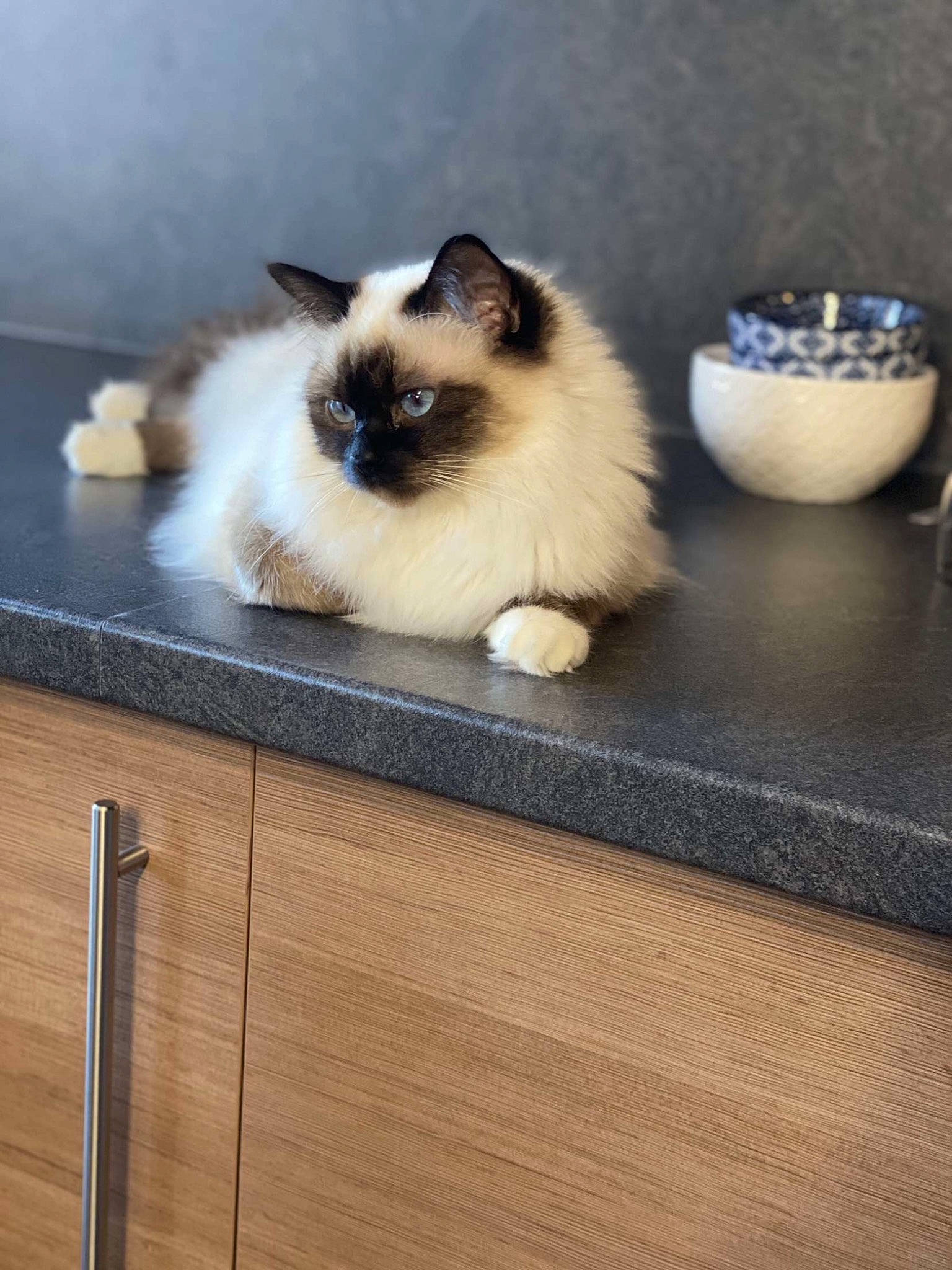 Moon participe au concours pour gagner de l'argent avec cette photo : balinese, birman, carnivore, cat, fawn, felidae, fur, gas, hardwood, iris, siamese, sky, small_to_medium_sized_cats, snout, table, tableware, tail, whiskers, wood, wood_stain