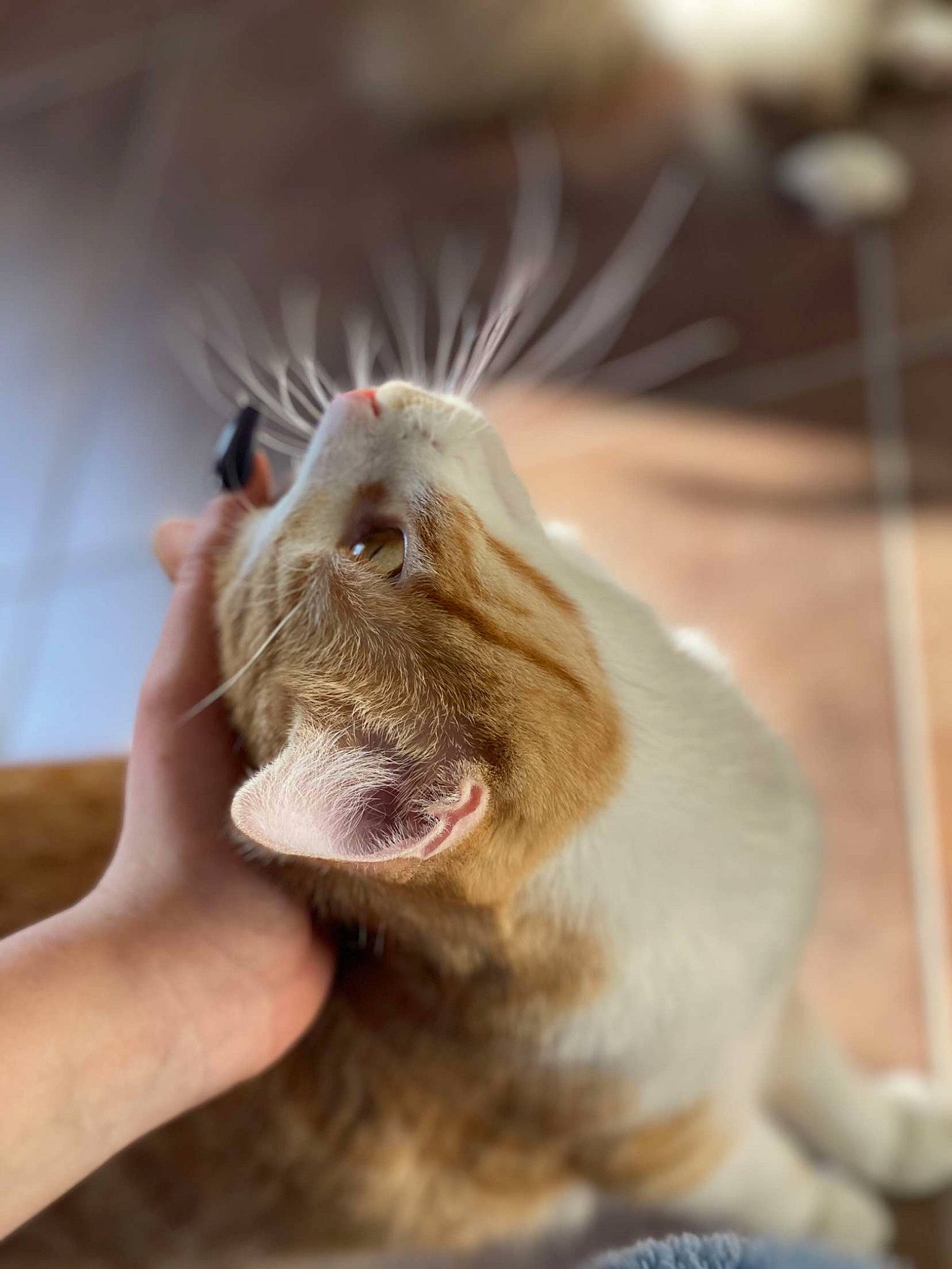 Lya a rejoint le concours — aidez-le/la à gagner de superbes lots ! canidae, carnivore, claw, companion_dog, dog_breed, ear, fang, fawn, felidae, fur, gesture, liver, paw, rodent, small_to_medium_sized_cats, smile, snout, sporting_group, whiskers, yawn