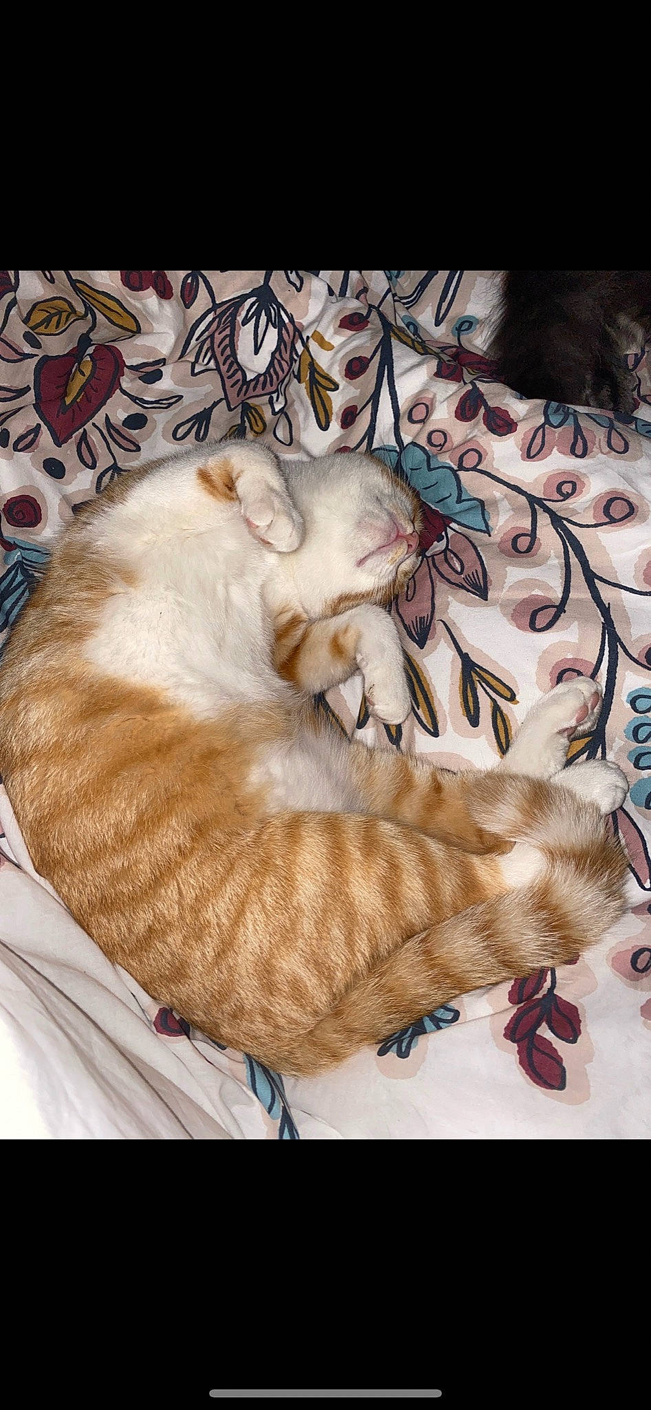 Lya a rejoint le concours — aidez-le/la à gagner de superbes lots ! bed, canidae, carnivore, cat, cat_bed, cat_supply, claw, comfort, domestic_short_haired_cat, fawn, felidae, fur, linens, nap, pattern, paw, sleep, small_to_medium_sized_cats, tail, whiskers