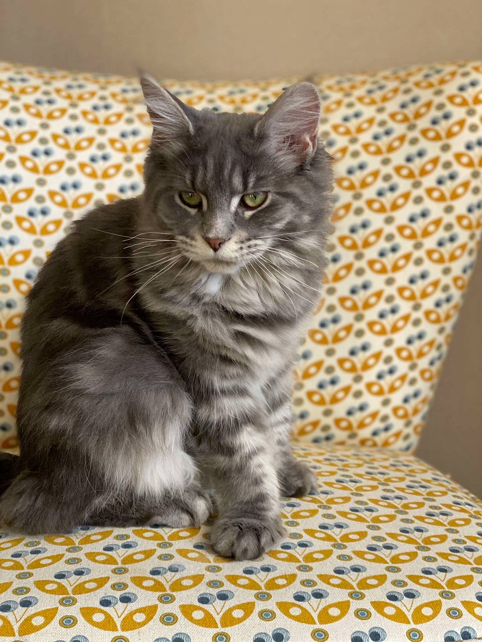 Reanne participe au concours pour gagner de l'argent avec cette photo : carnivore, cat, claw, comfort, couch, domestic_short_haired_cat, felidae, flooring, fur, grey, linens, pattern, paw, pillow, sitting, small_to_medium_sized_cats, tail, terrestrial_animal, whiskers, window