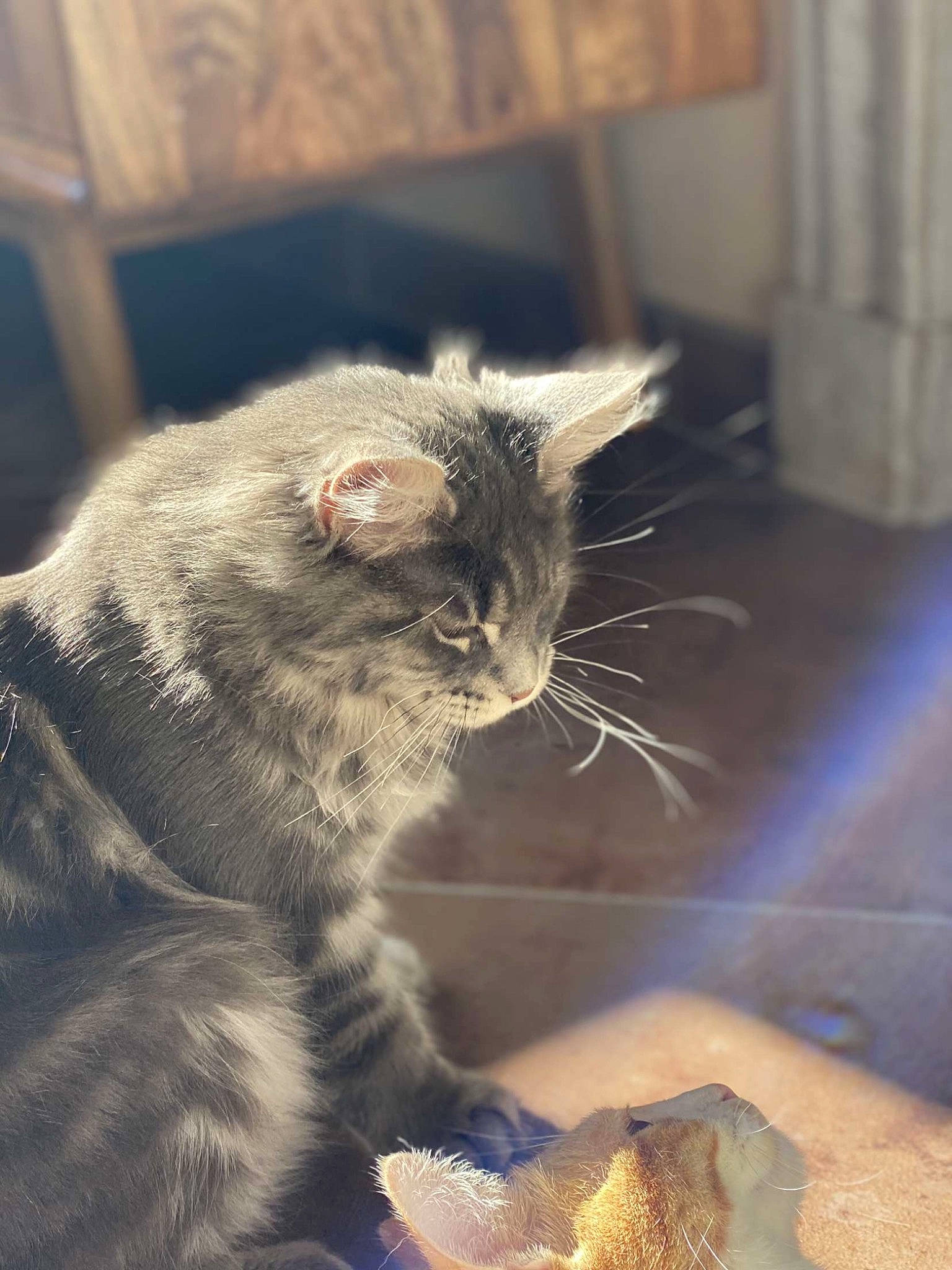 Reanne a rejoint le concours — aidez-le/la à gagner de superbes lots ! animal_feed, carnivore, cat, cat_food, claw, domestic_short_haired_cat, felidae, fur, paw, photo_caption, sand, small_to_medium_sized_cats, snout, tail, terrestrial_animal, vertebrate, whiskers, wildlife, window