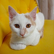 Ange a rejoint le concours — aidez-le/la à gagner de superbes lots ! cat, white_cat, beige_cat, pet, animal, feline, indoor, yellow_chair, tufted_chair, closeup, portrait, whiskers, ears, eyes, cute, domestic_cat, relaxed, furniture, cozy, curious