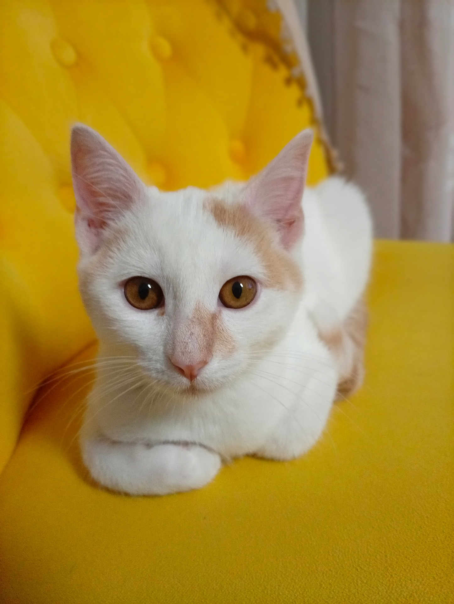 Ange a rejoint le concours — aidez-le/la à gagner de superbes lots ! cat, white_cat, beige_cat, pet, animal, feline, indoor, yellow_chair, tufted_chair, closeup, portrait, whiskers, ears, eyes, cute, domestic_cat, relaxed, furniture, cozy, curious
