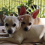Lucy And Smiley is registered to the contest to win money with this photo: backyard, chihuahua, closeup, companion, cuddling, cushion, dog, ears_up, fence, grass, pair, paw, pet, portrait, potted_plant, relaxed, resting, snout, tan_coat, white_coat