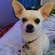 Lucy joined the competition — help win amazing prizes! dog, chihuahua, pet, indoors, bed, blanket, collar, ear, small_dog, animal, cute, looking, sitting, fur, face, domestic_animal, canine, closeup, home, resting