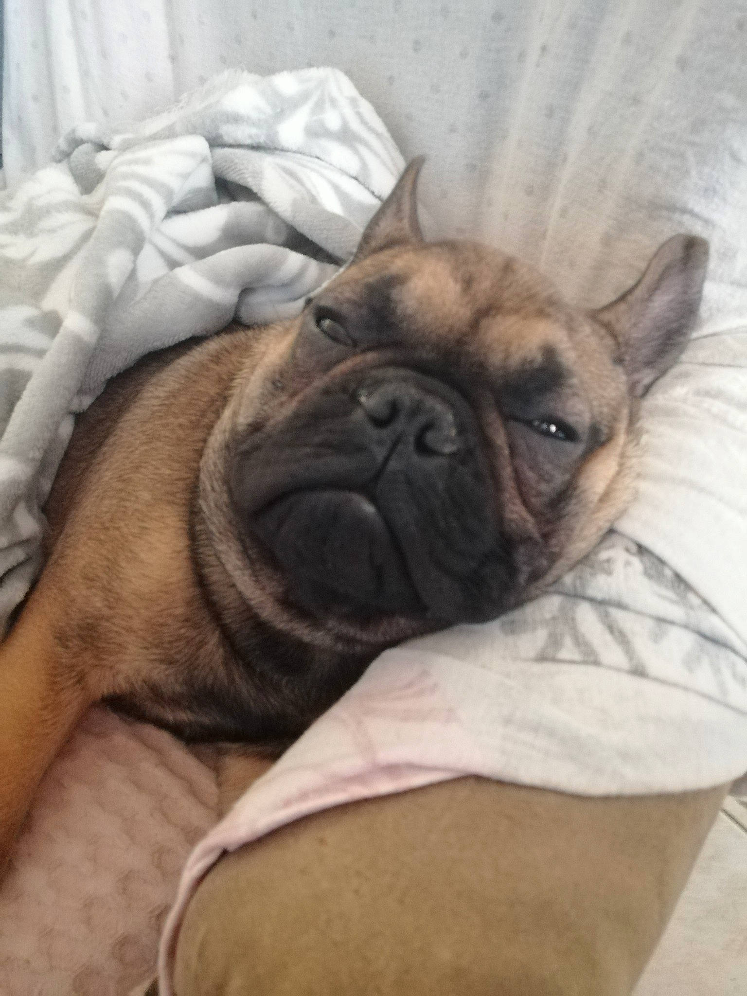 Nestor participe au concours pour gagner de l'argent avec cette photo : blanket, canidae, carnivore, companion_dog, dog, dog_breed, dog_supply, fawn, linens, mammal, non_sporting_group, pet_supply, pug, skin, snout, toy_dog, whiskers, window_treatment, working_animal, wrinkle