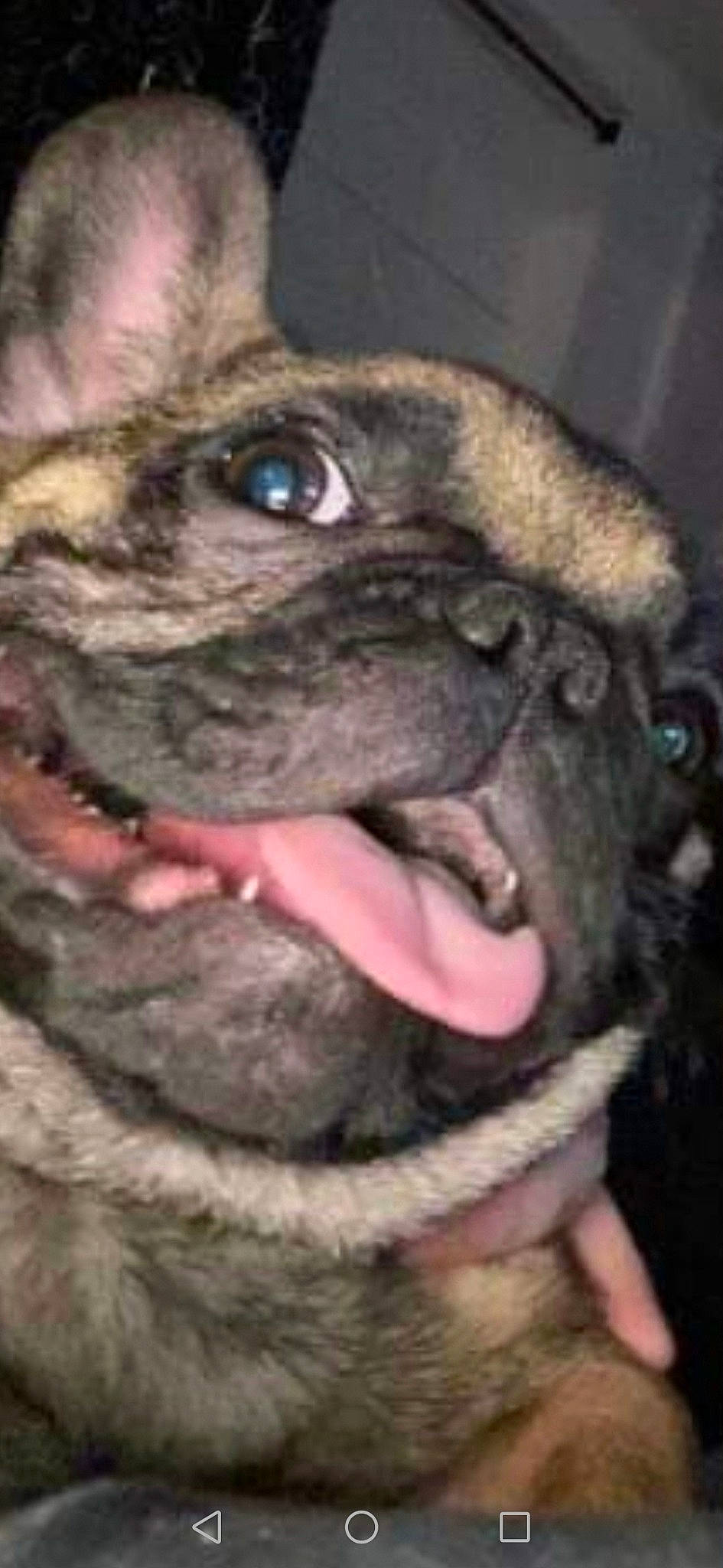 Nestor a rejoint le concours — aidez-le/la à gagner de superbes lots ! carnivore, collar, dog, dog_breed, fawn, fur, iris, jaw, mammal, organ, pink, pug, skin, snapshot, snout, toy_dog, vertebrate, whiskers, working_animal, wrinkle