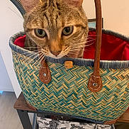Miya a rejoint le concours — aidez-le/la à gagner de superbes lots ! cat, tabby_cat, basket, woven_basket, leather_handles, table, floral_pattern, box, indoor, curious, pet, animal, closeup, face, ears, whiskers, furniture, home, background, screenshot