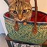 cat, tabby_cat, basket, woven_basket, leather_handles, table, floral_pattern, box, indoor, curious, pet, animal, closeup, face, ears, whiskers, furniture, home, background, screenshot