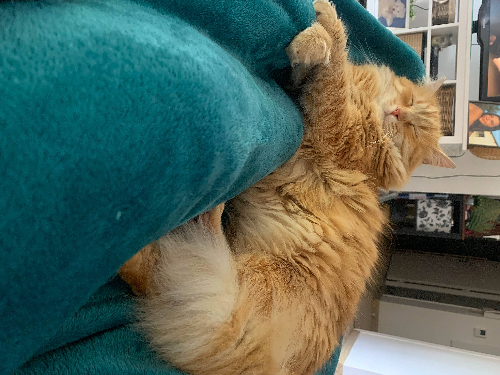 Garfield