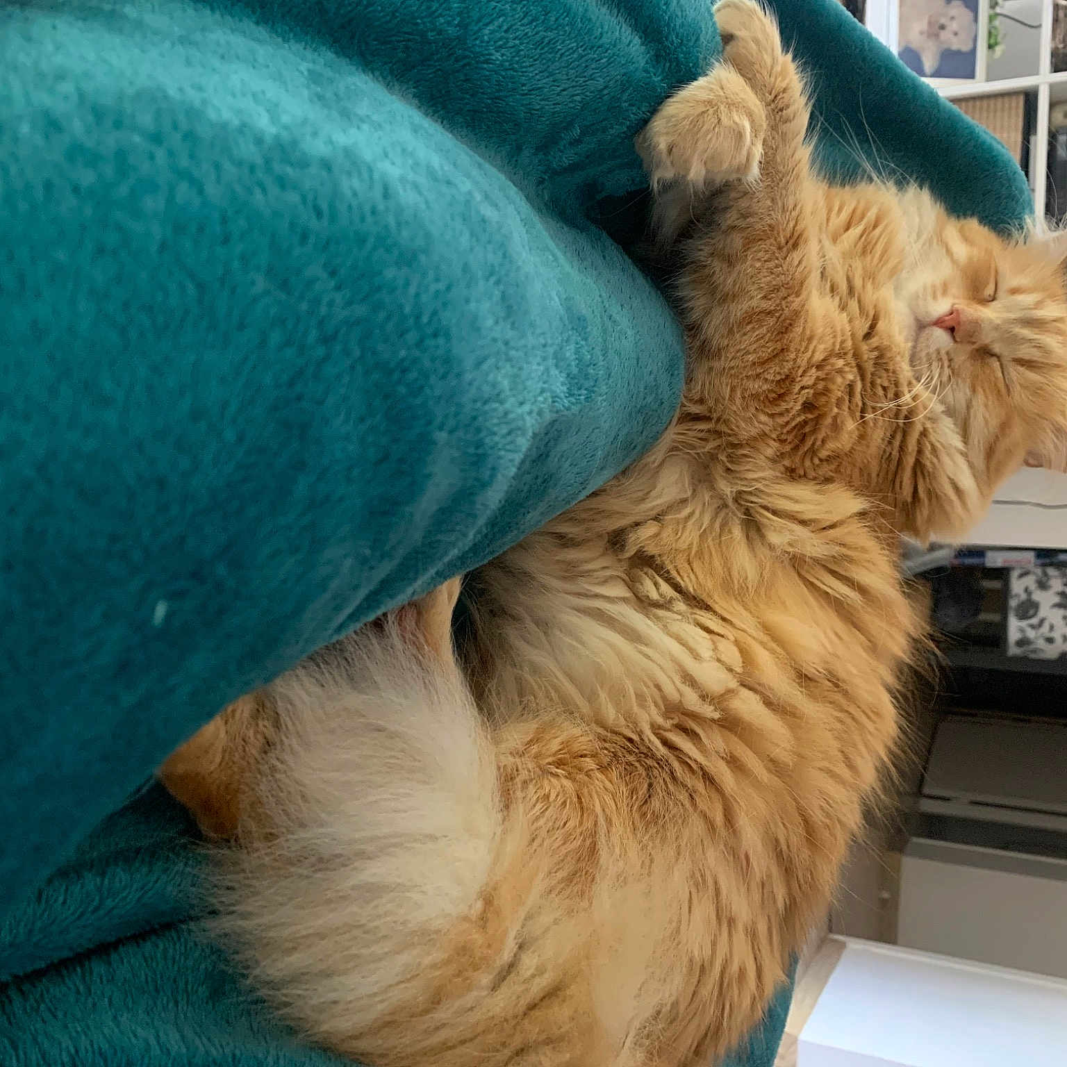Garfield
