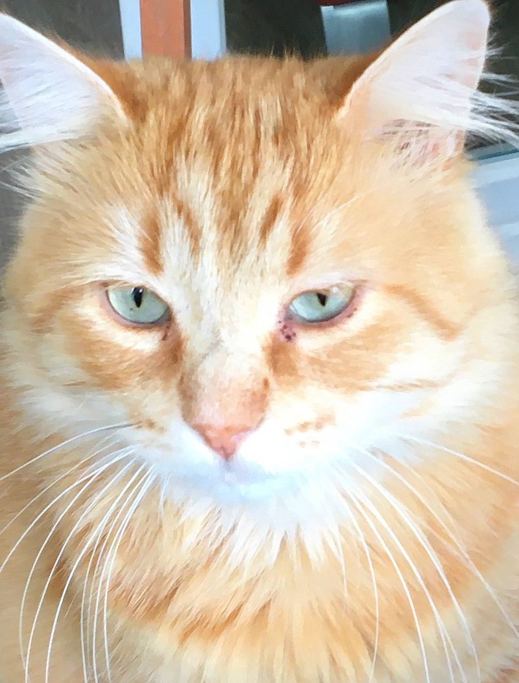 Garfield