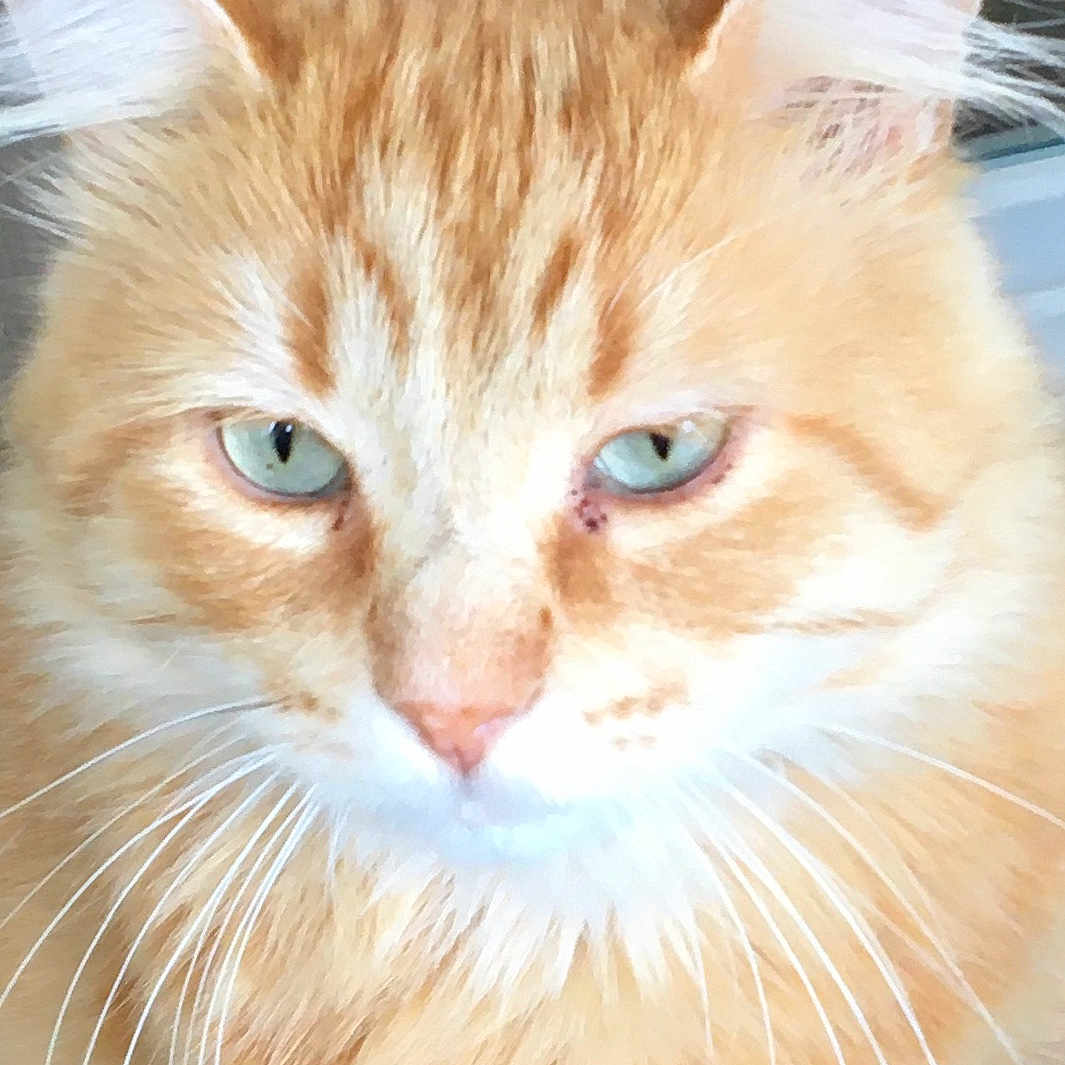 Garfield