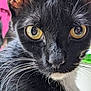 Louie joined the competition — help win amazing prizes! cat, close_up, black_and_white, whiskers, yellow_eyes, reflection, fur, portrait, pet, animal, domestic_cat, face, cute, indoor, mammal, feline, looking, focused, soft_light, background_blur