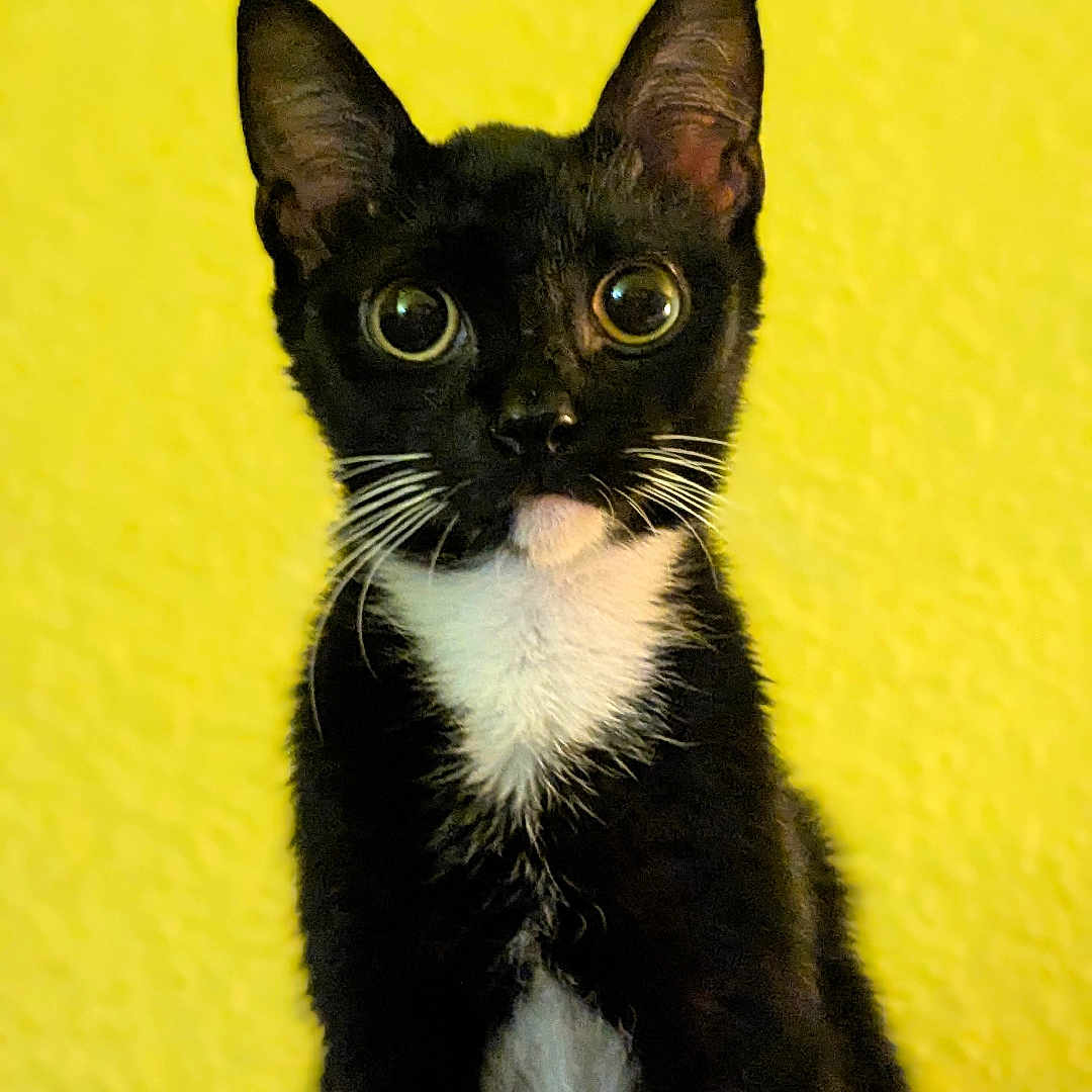 Louie is registered to the contest to win money with this photo: alert, animal, black_and_white, carpet, cat, curious, cute, domestic_animal, feline, fur, indoor, mammal, pet, portrait, sitting, small_animal, tuxedo_cat, whiskers, wide_eyes, yellow_background