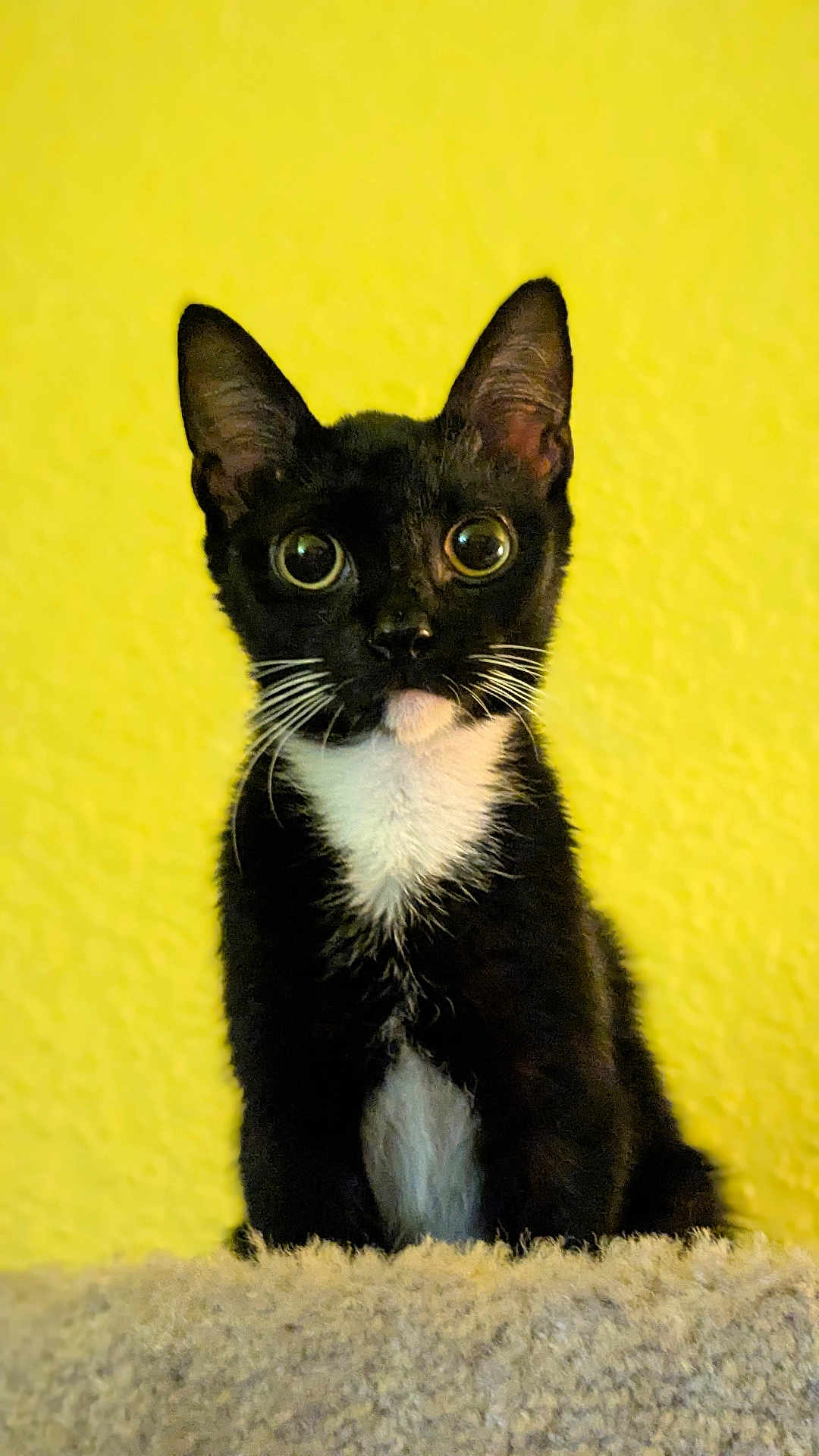Louie is registered to the contest to win money with this photo: cat, tuxedo_cat, black_and_white, wide_eyes, curious, pet, feline, indoor, yellow_background, carpet, whiskers, sitting, portrait, cute, domestic_animal, fur, alert, small_animal, animal, mammal
