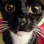 Louie joined the competition — help win amazing prizes! cat, black_cat, white_fur, whiskers, close_up, curious_eyes, pet, animal, feline, indoor, soft_fur, face, nose, ears, portrait, looking_up, red_background, white_background, blurred, domestic_cat