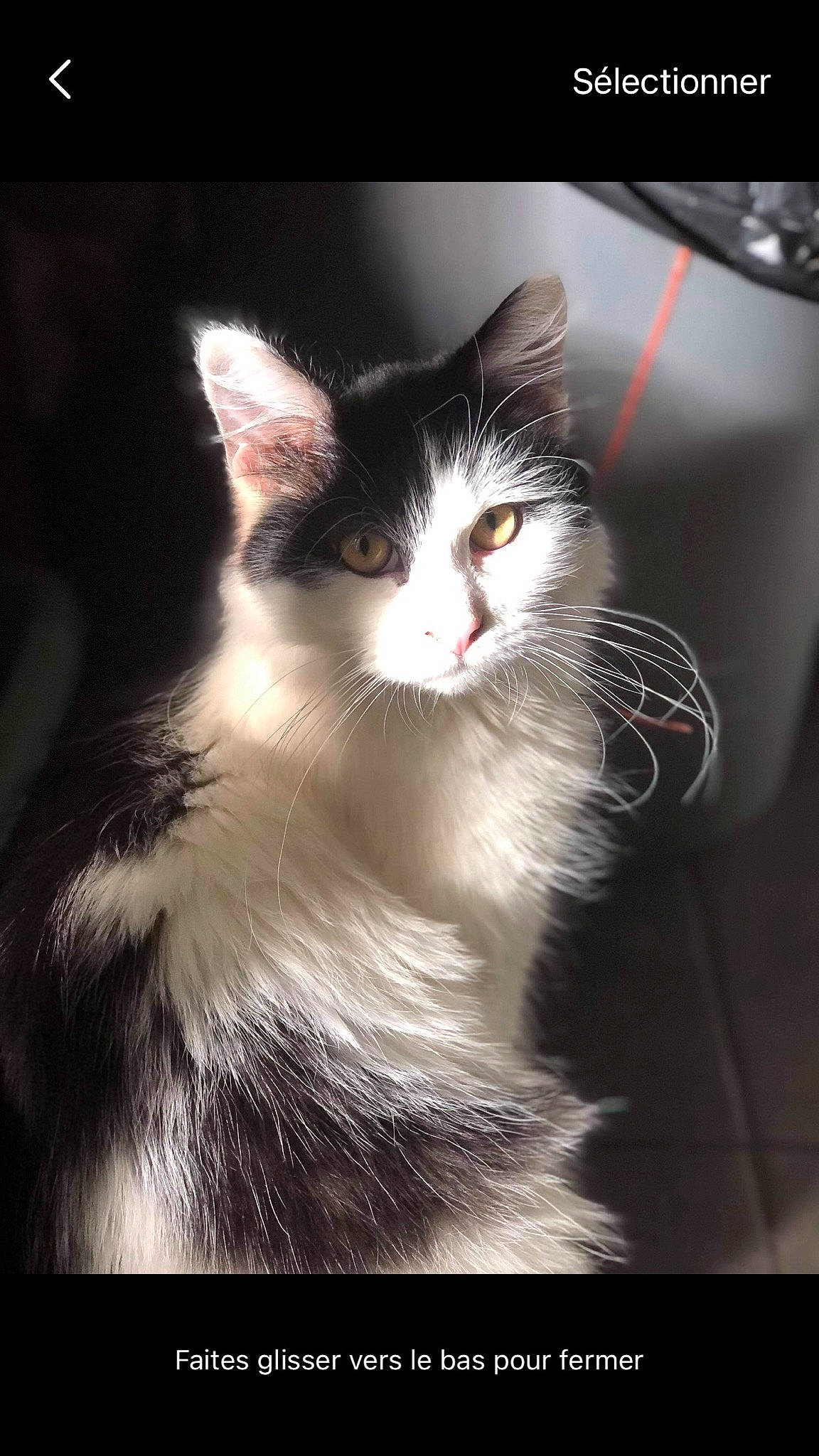 Rubis participe au concours pour gagner de l'argent avec cette photo : art, carnivore, cat, darkness, domestic_short_haired_cat, felidae, flash_photography, fur, monochrome_photography, sitting, small_to_medium_sized_cats, snout, tail, whiskers, window