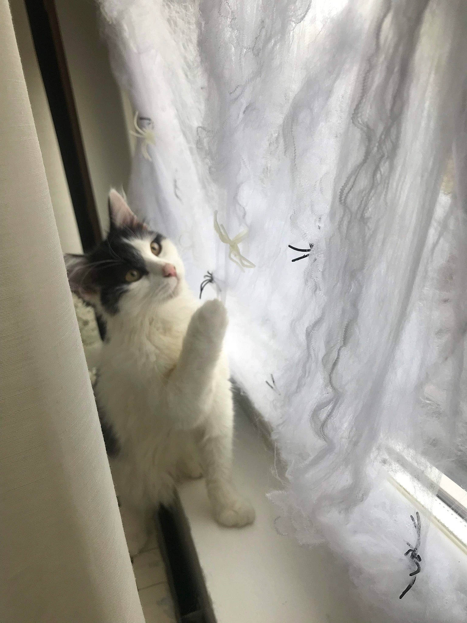 Rubis participe au concours pour gagner de l'argent avec cette photo : carnivore, cat, domestic_short_haired_cat, felidae, freezing, fur, paw, room, small_to_medium_sized_cats, snow, tail, whiskers, window, winter, wood