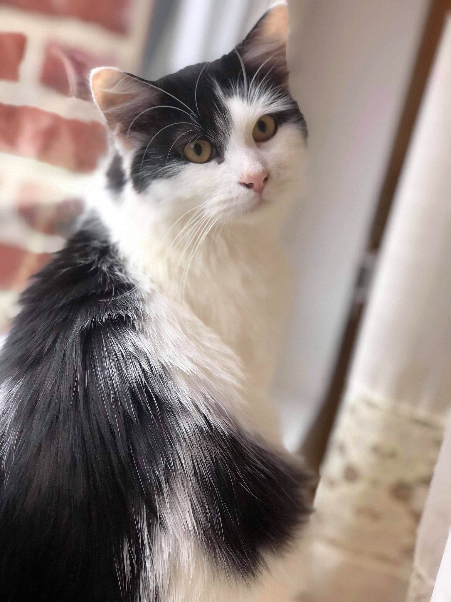 Rubis a rejoint le concours — aidez-le/la à gagner de superbes lots ! carnivore, cat, domestic_short_haired_cat, felidae, flooring, formal_wear, fur, hardwood, monochrome_photography, small_to_medium_sized_cats, snout, tail, terrestrial_animal, whiskers, wood