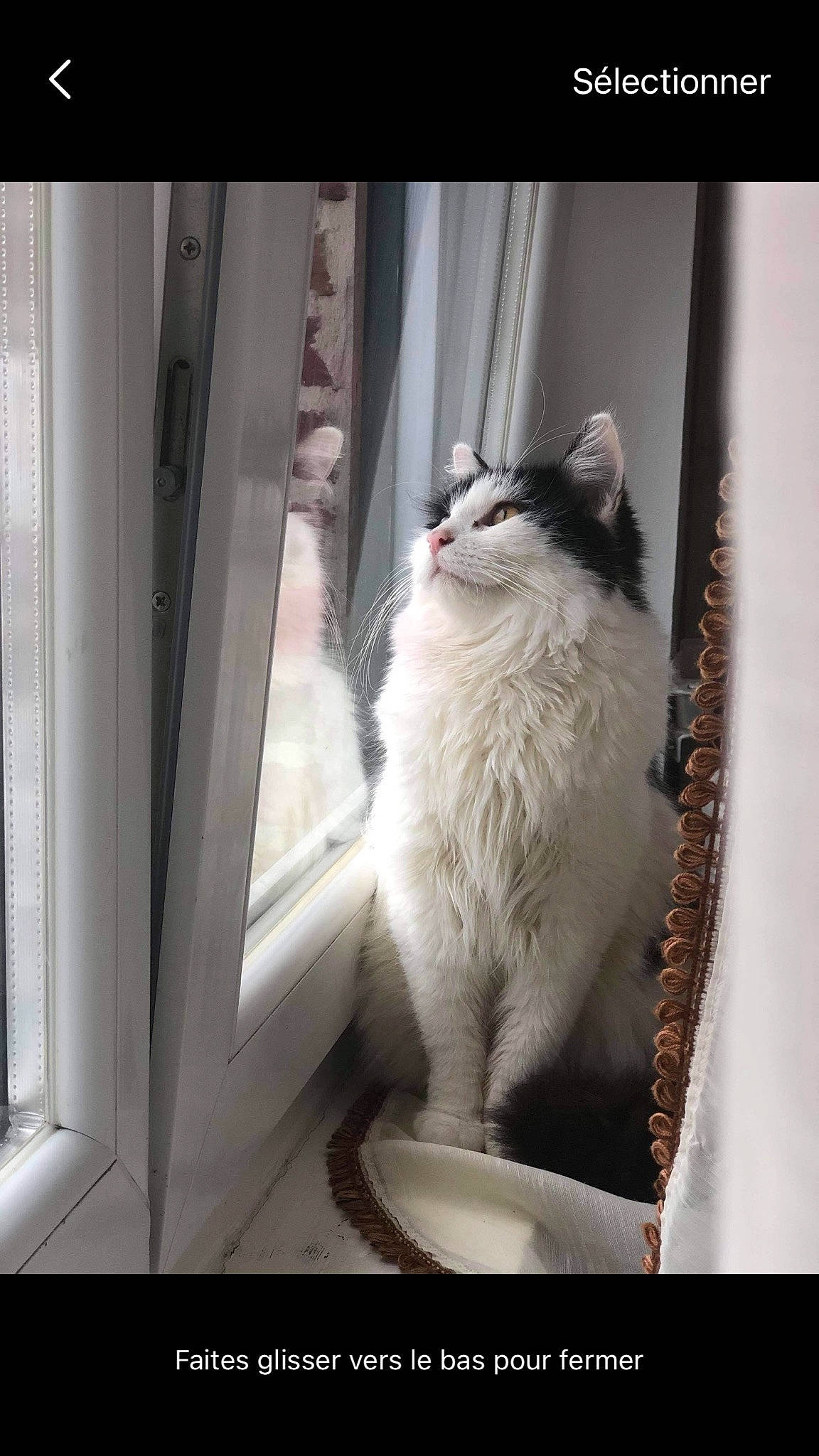 Rubis a rejoint le concours — aidez-le/la à gagner de superbes lots ! british_longhair, carnivore, cat, domestic_short_haired_cat, door, felidae, flooring, fur, glass, grey, human_leg, paw, rectangle, small_to_medium_sized_cats, snout, tail, tints_and_shades, whiskers, window, wood