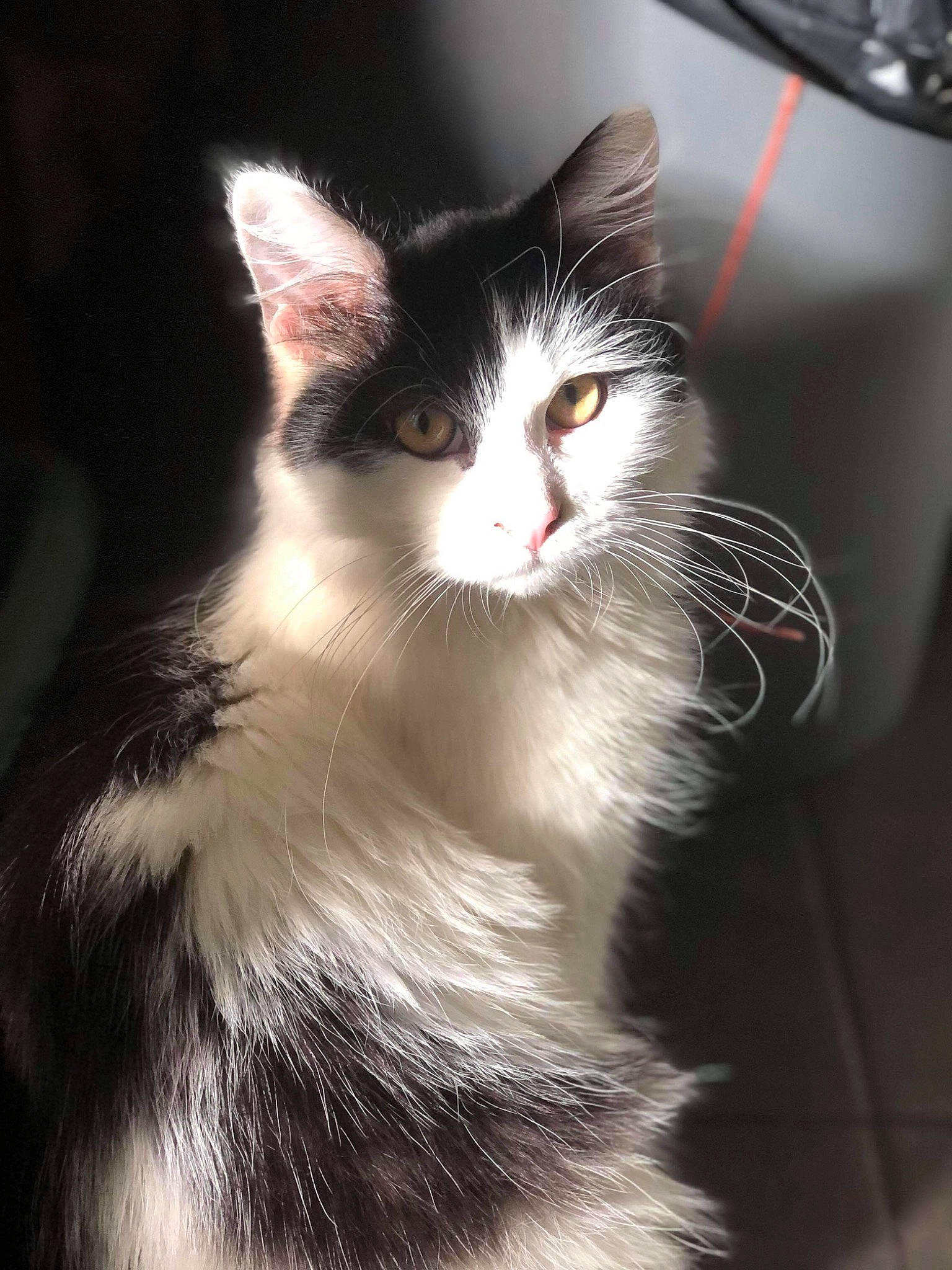 Rubis a rejoint le concours — aidez-le/la à gagner de superbes lots ! carnivore, cat, darkness, domestic_short_haired_cat, felidae, fur, monochrome_photography, small_to_medium_sized_cats, snout, tail, tree, whiskers