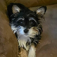 Zoey is registered to the contest to win money with this photo: adorable, black_and_white, closeup, couch, dog, domestic_animal, ears, eyes, fur, indoor, looking_up, paws, pet, portrait, puppy, sitting, small_dog, sofa, terrier, whiskers