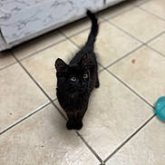Coraline joined the competition — help win amazing prizes! black_cat, kitten, curious, indoor, floor_tiles, pet, animal, feline, young_cat, domestic_cat, tail_up, looking_up, whiskers, ears, fur, eyes, home, kitchen, cute, small