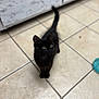 black_cat, kitten, curious, indoor, floor_tiles, pet, animal, feline, young_cat, domestic_cat, tail_up, looking_up, whiskers, ears, fur, eyes, home, kitchen, cute, small