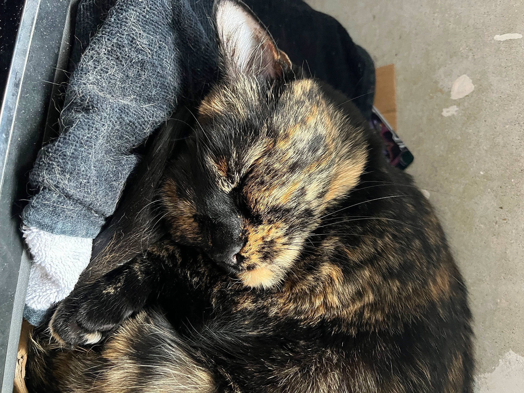 Neige participe au concours pour gagner de l'argent avec cette photo : brown, carnivore, cat, claw, comfort, dog_breed, domestic_short_haired_cat, felidae, fur, paw, small_to_medium_sized_cats, snout, tail, terrestrial_animal, whiskers